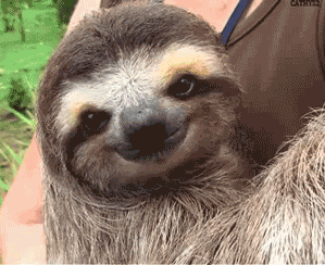 Image result for International Sloth Day gif