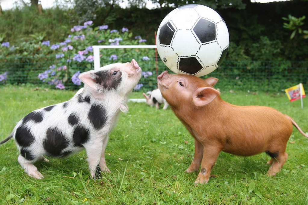 ボールで遊ぶ子豚