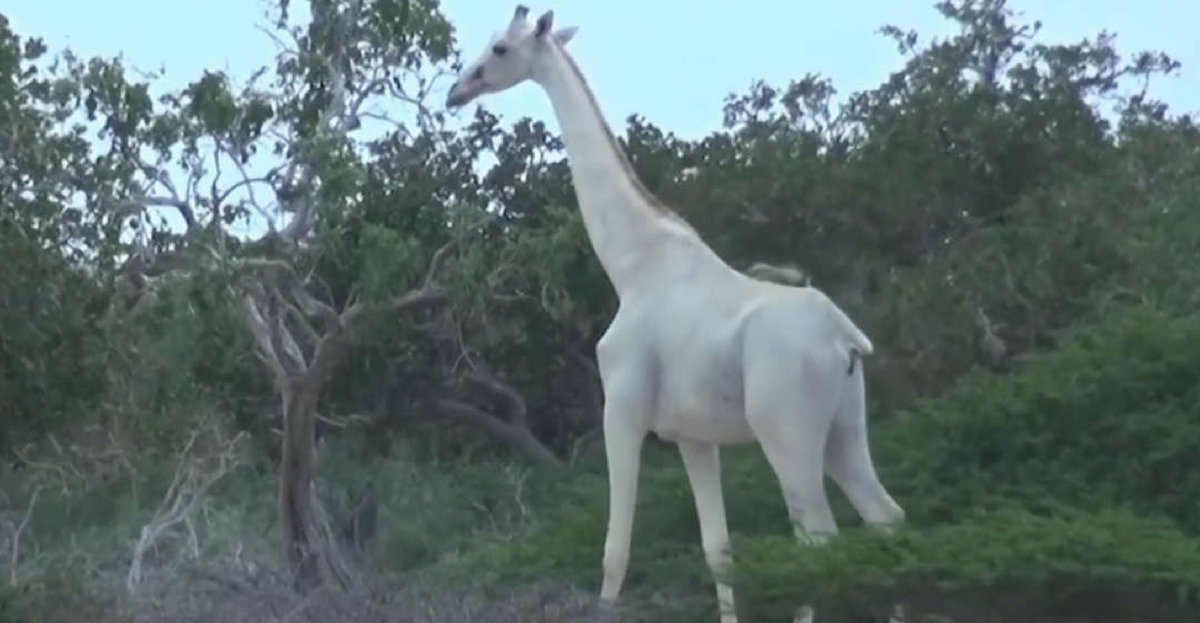 White Giraffes Stunned Onlookers When They Made An Ultra ...