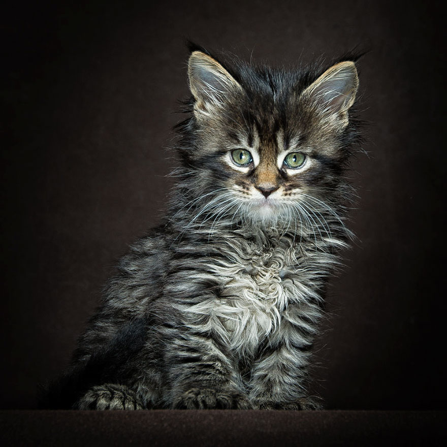 40 Majestic Pictures Of Maine Coon Cats That Are Stunningly Beautiful