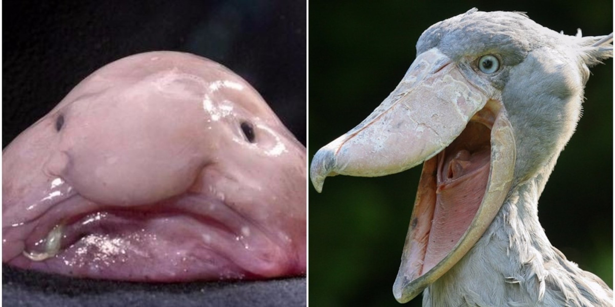 Beauty in the Eye of the beholder: The World Ugliest Fish