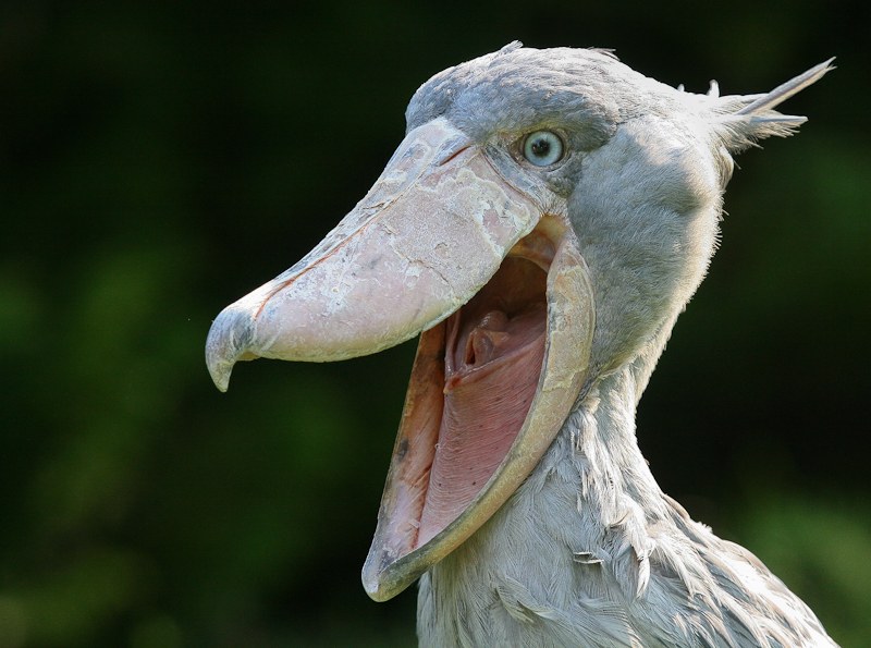 do shoebill storks still exist