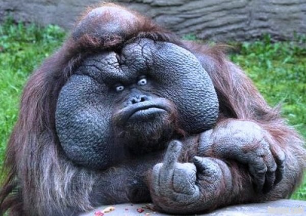 36 Grumpy Animals Who Have No Patience For You Today