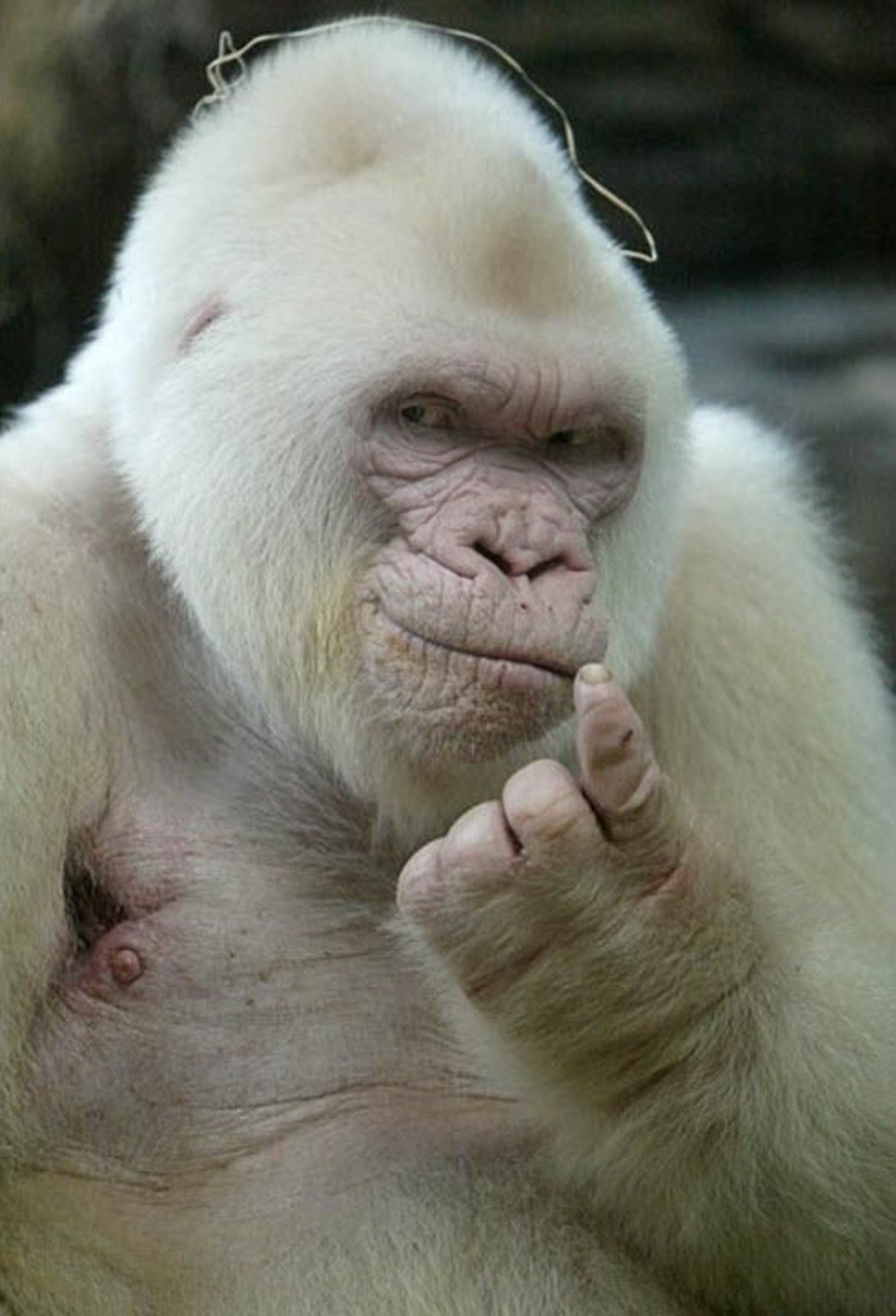 23 Albino Animals So Stunning You Will Literally Gasp