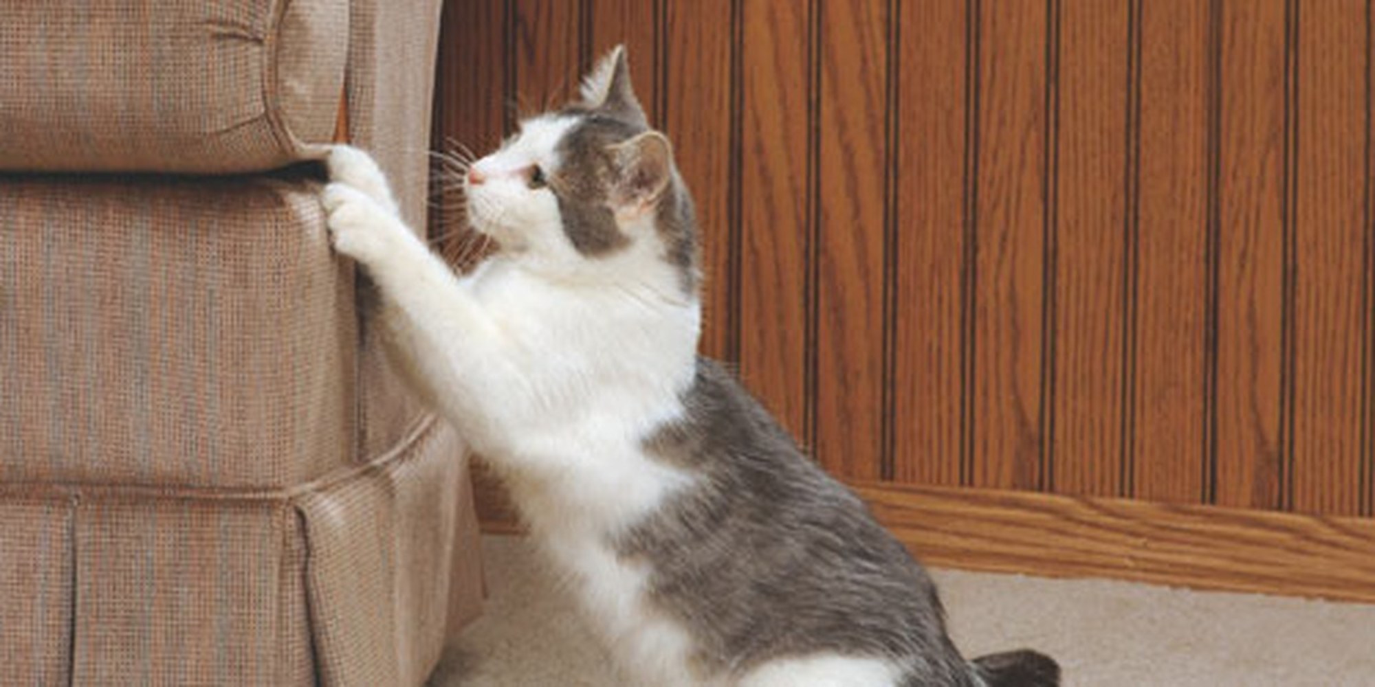 10 Ways To Stop Your Cat From Ruining Your Furniture