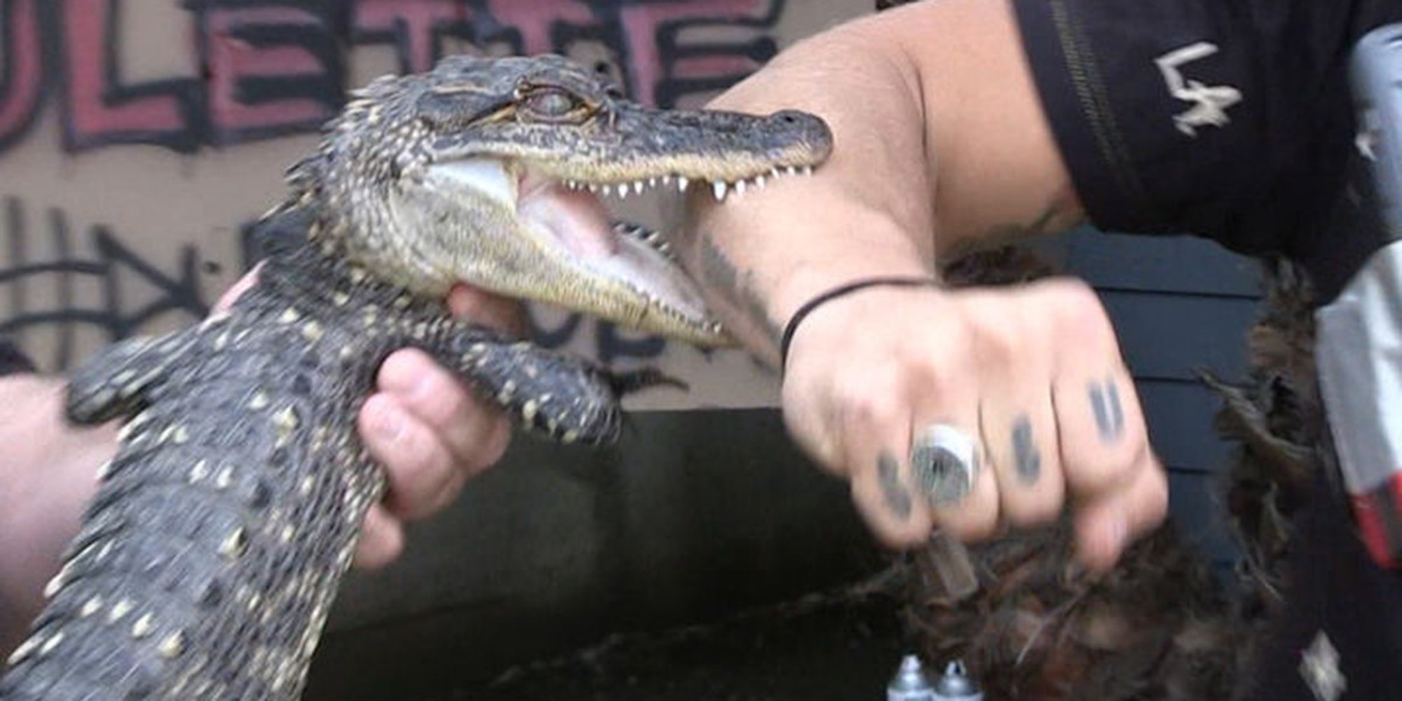 Reality TV Star Bit By Alligator In Bizarre Stunt