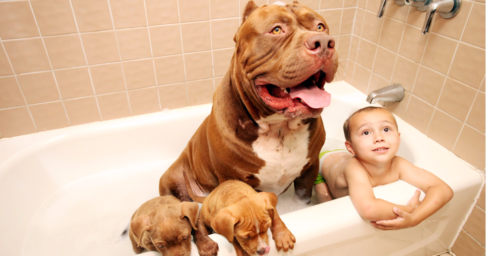 The World S Biggest Pitbull Is Now A Father And Our Hearts Are Melting