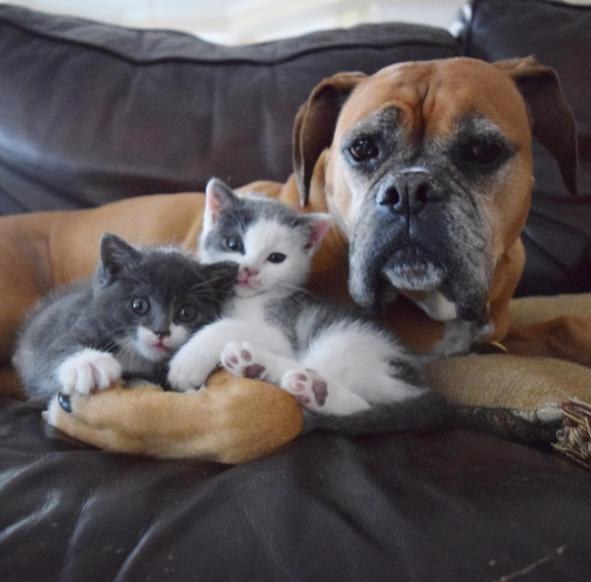 This Boxer Loved Her Foster Kittens So Much, Mom Adopts One For Her