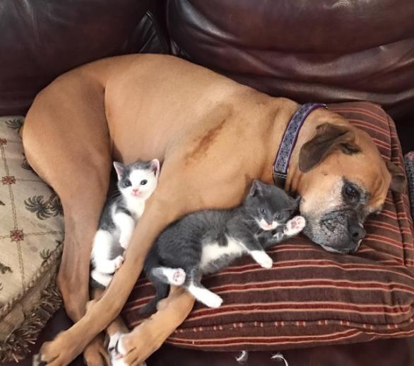 This Boxer Loved Her Foster Kittens So Much, Mom Adopts One For Her