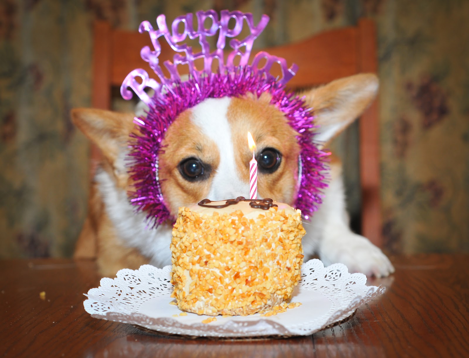 A Pawesome Celebration: Throwing a Bash for Your Furry Bestie