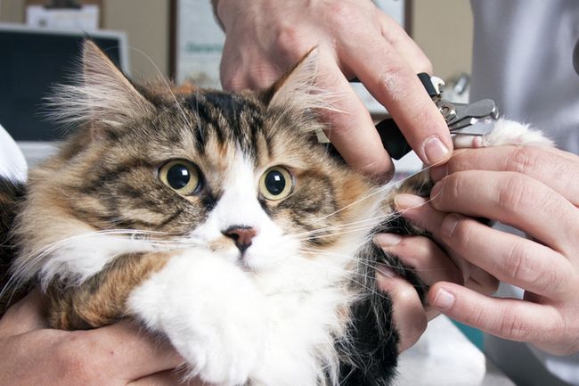 A National Organization Of Vets Have Updated Their Policy On Declawing Cats