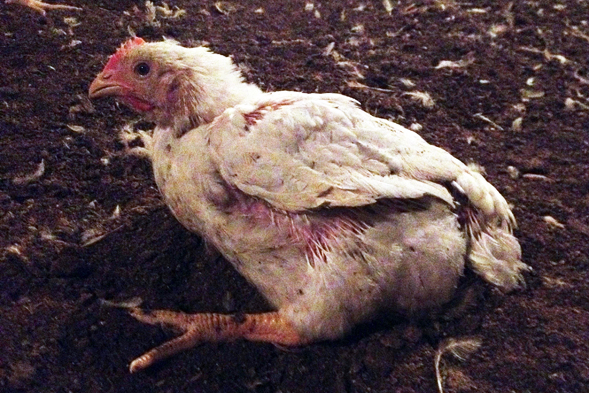 Abused Chicken