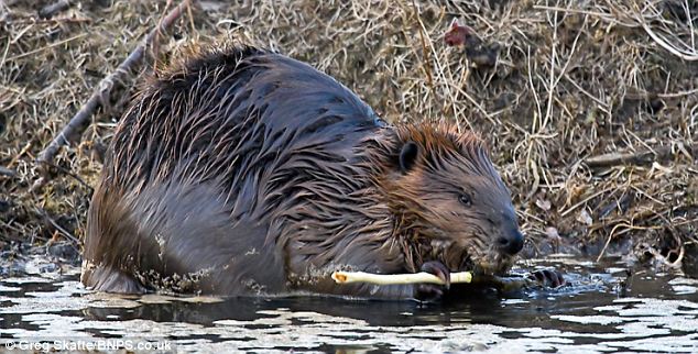 Beaver Builder