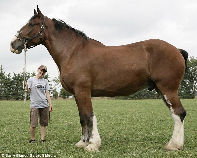 Huge Horse