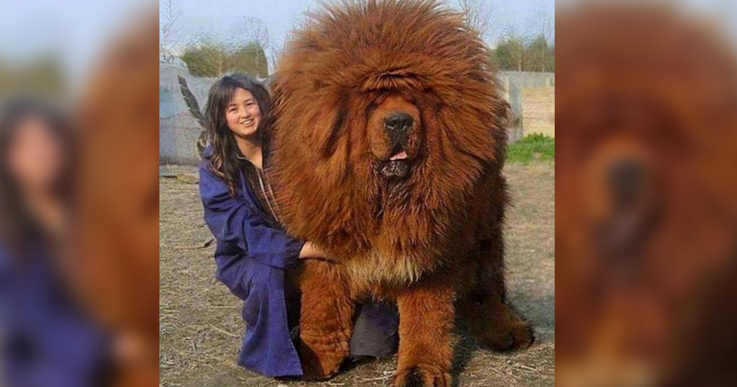 Cutest Big Dog In The World