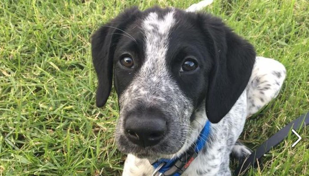 Purchase Border Collie German Shorthair Mix Up To 64 Off