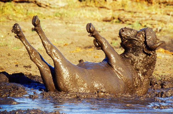 10 Animals Who Are Never Happier Than When They Are Filthy