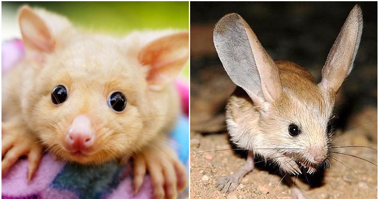 11 Cute Animals You've Probably Never Heard Of