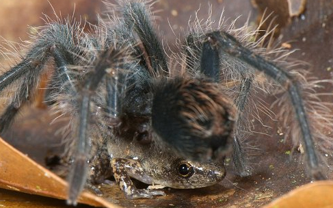 Tarantula and Frog