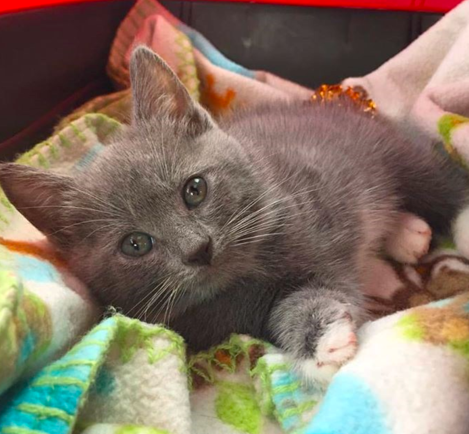 Innocent Kitten Was Barely Alive For Two Months When This Shelter Put