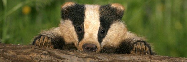 Badger