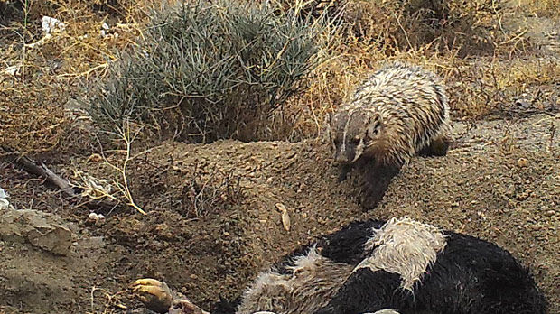 Badger Calf