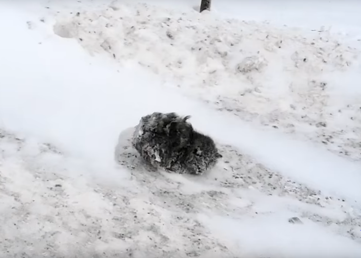 Замерзла в сугробе. Замерзший котенок. Замерзшие котята в снегу. Кот замерз насмерть в снегу.