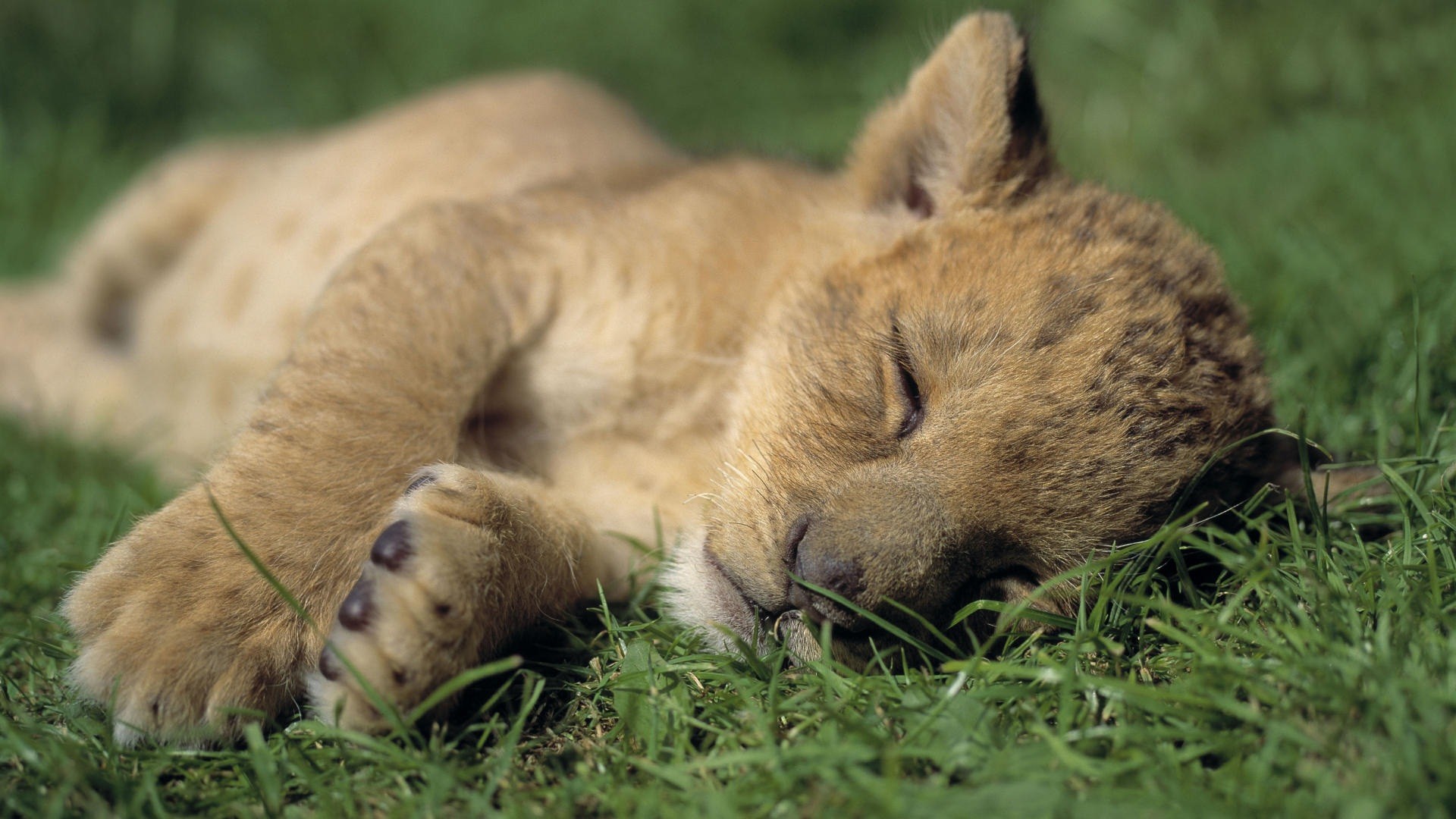 12 Adorable Sleeping Baby Animals To Help Boost Your Productivity
