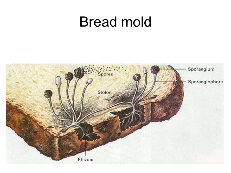 Ever Eaten Bread After Cutting Off The Moldy Parts? Here's Why You