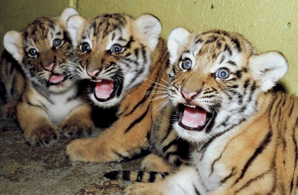 Tiger Cubs