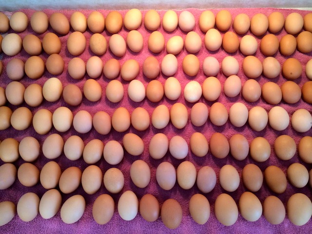 Eggs