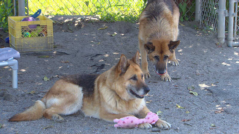 German shepherds