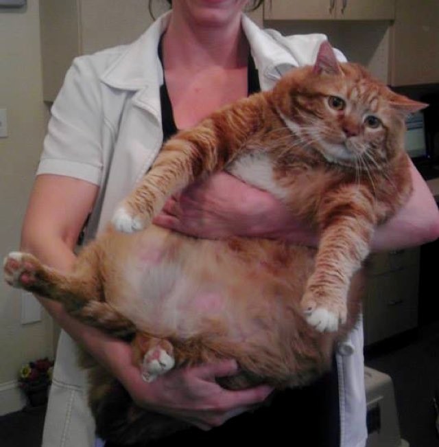 Skinny The Cat Weighed Over 40 Pounds But After A