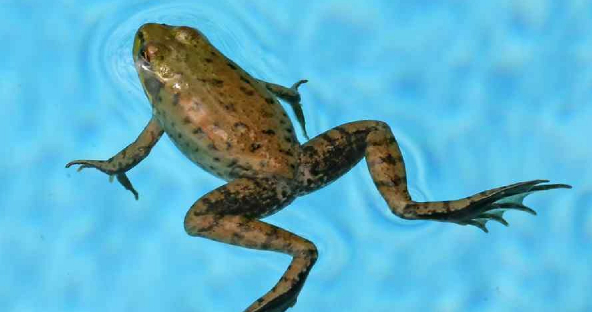 Задняя лягушка. Лягушка плывет. Лягушка в прыжке. Лягушка прыгает. Жаба в бассейне.
