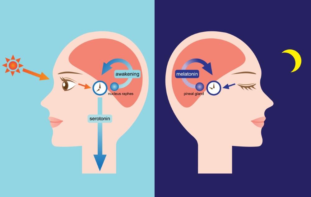 Circadian Rythm