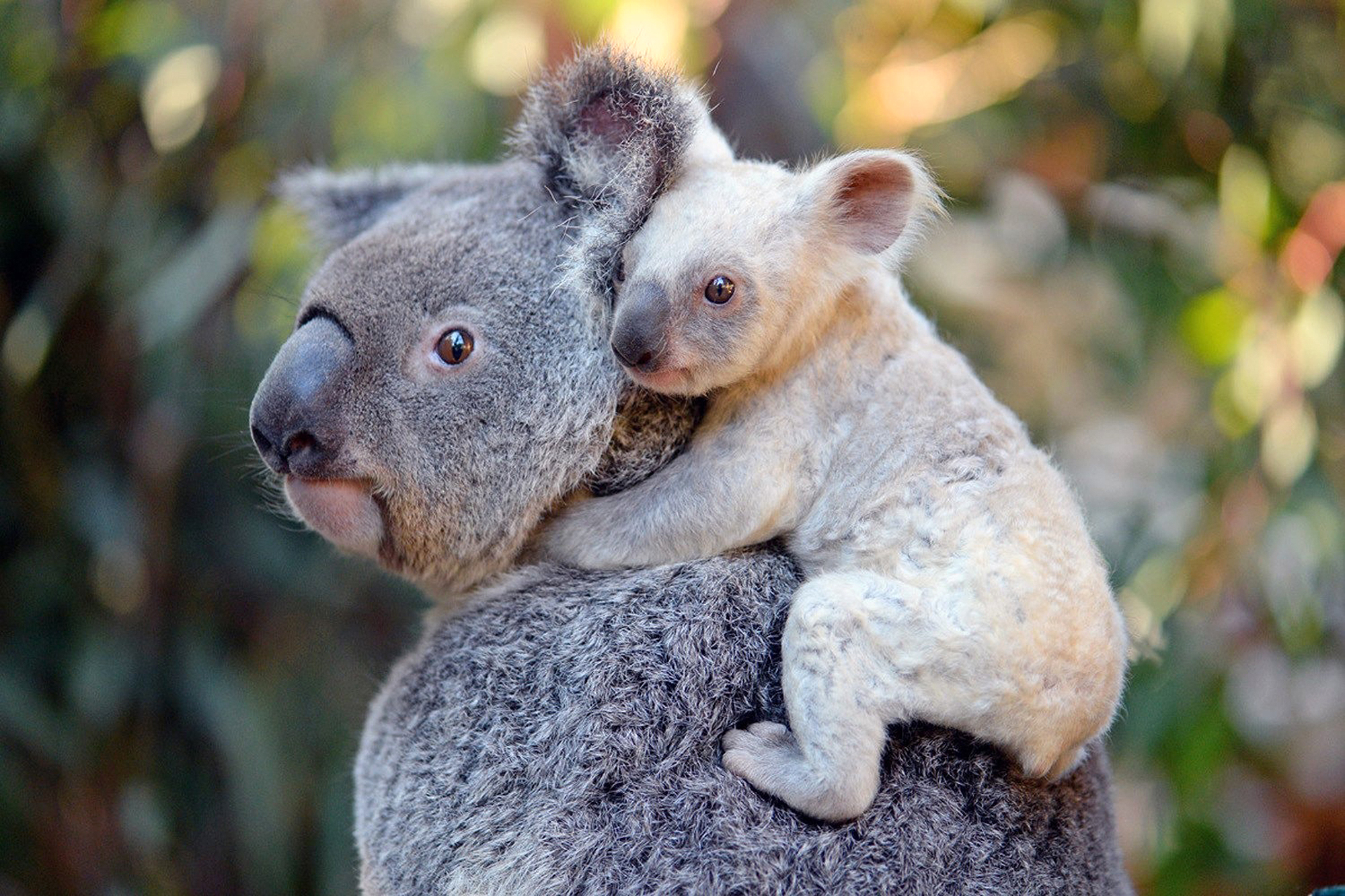 You Can Help Name The Rare White Koala Born At Australia Zoo.