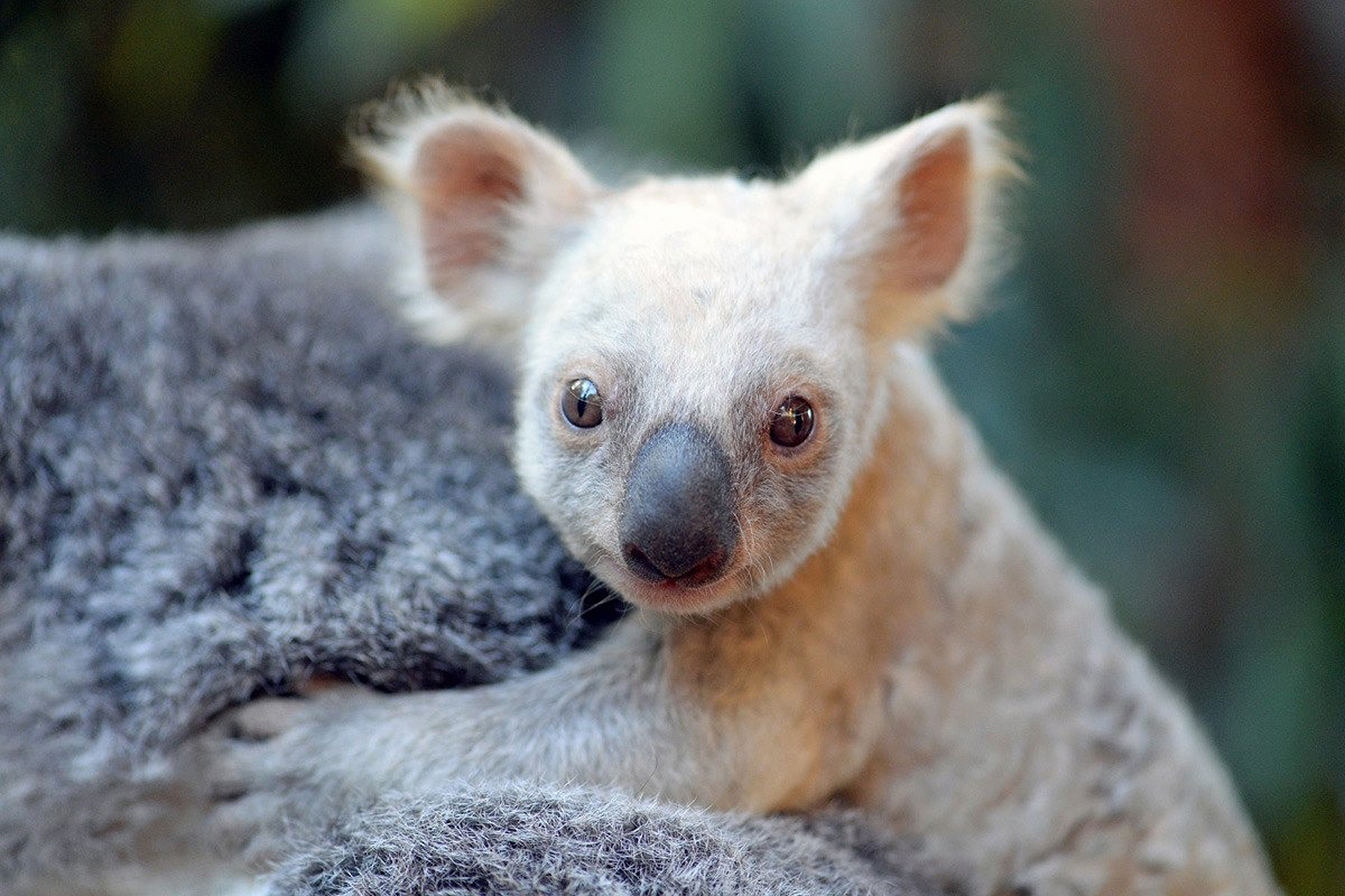 Самые редкие звери. Коала альбинос. Лысая коала. Коала в Австралии. Редкие эживотные.