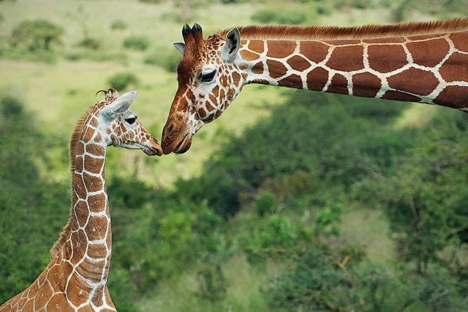 Жираф звуки буквы. Жираф. Жираф с детенышем. Жираф в джунглях. Молодой Жираф.