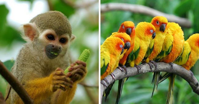 25 Bizarre Animal Group Names That Will Make You Love Them Even More