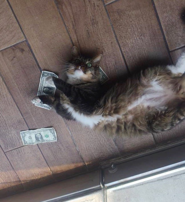 Cat start. Котик собирает деньги. Котик у двери. Фото кота с призрением. Фото котиков на пожертвование.