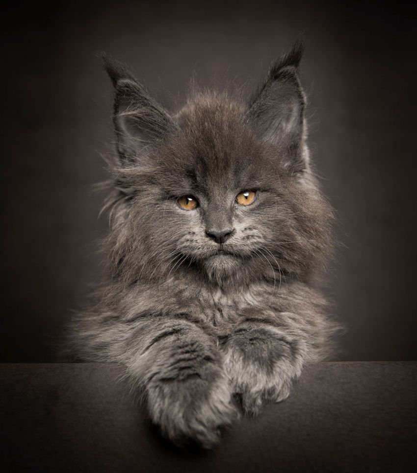 40 Majestic Pictures Of Maine Coon Cats That Will Take Your Breath Away - Maine Coon Cat Photography Robert Sijka 43 57aD8f05D53e9  880 1 GH Content 850px