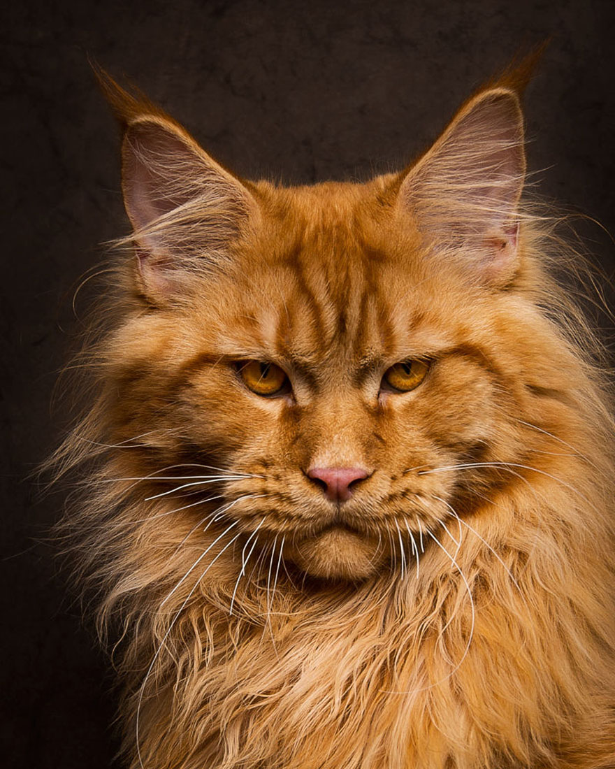 40 Majestic Pictures Of Maine Coon Cats That Will Take Your Breath Away - Maine Coon Cat Photography Robert Sijka 55 57aD8f1b7DDD2  880