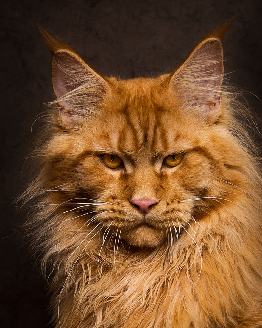 40 Majestic Pictures Of Maine Coon Cats That Will Take Your Breath Away