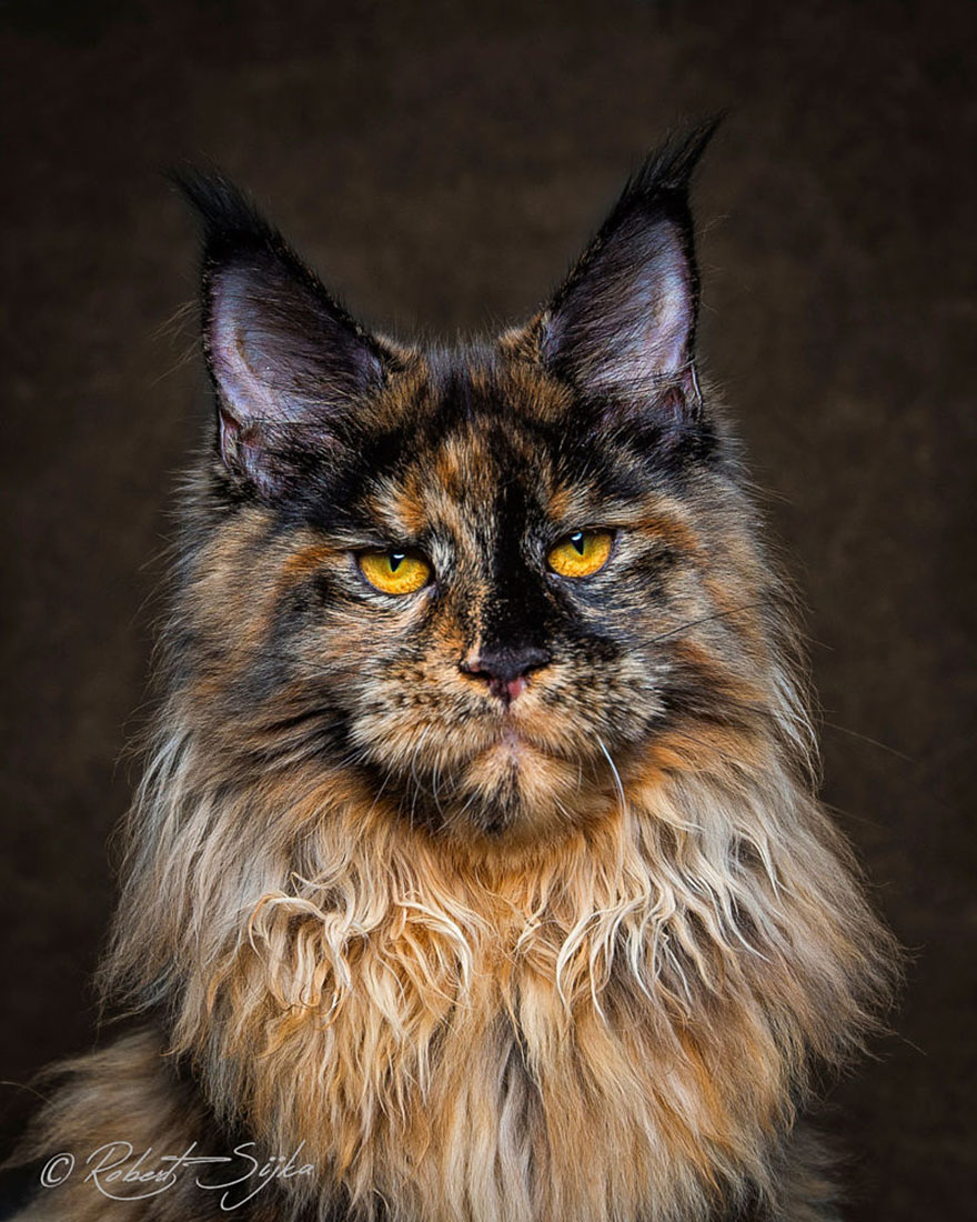 40 Majestic Pictures Of Maine Coon Cats That Will Take Your Breath Away - Maine Coon Cat Photography Robert Sijka 61 57aD8f2679730  880