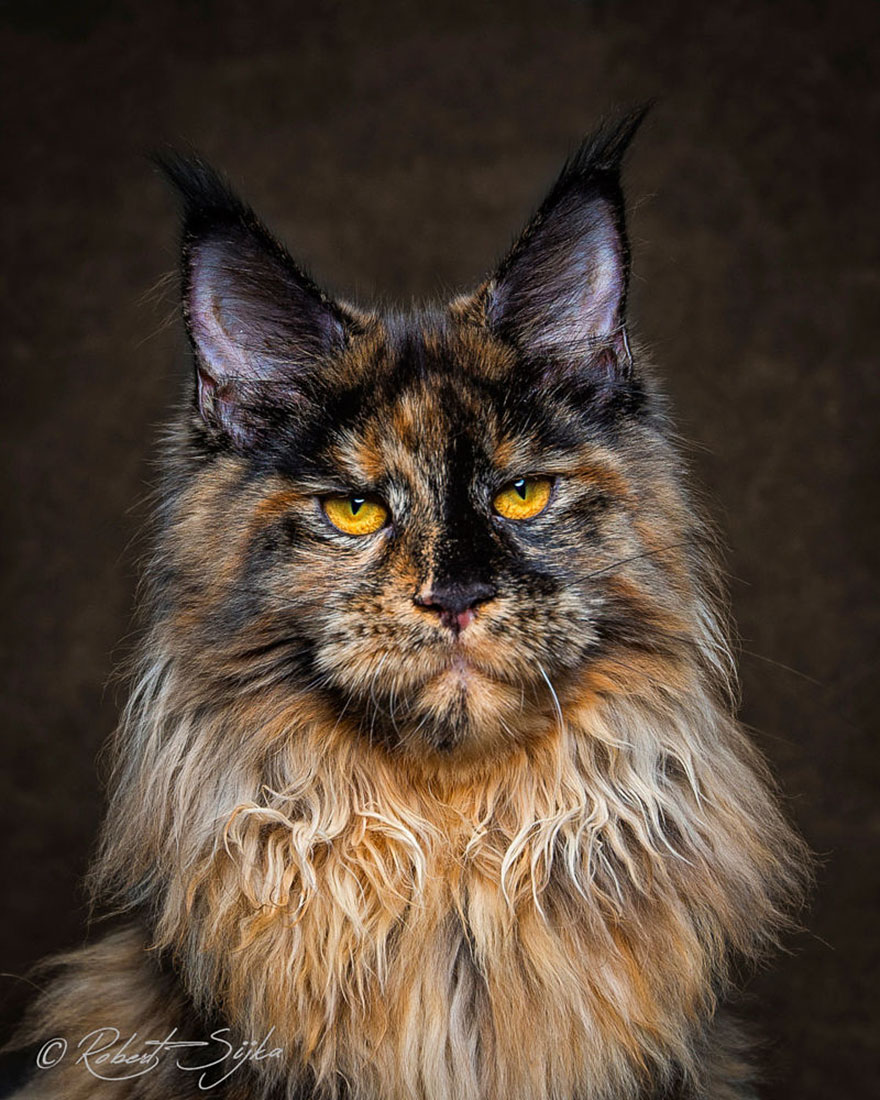 maine coon eesti