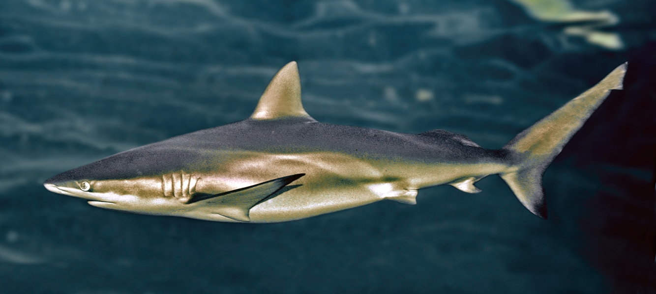 Bronze Whaler Shark