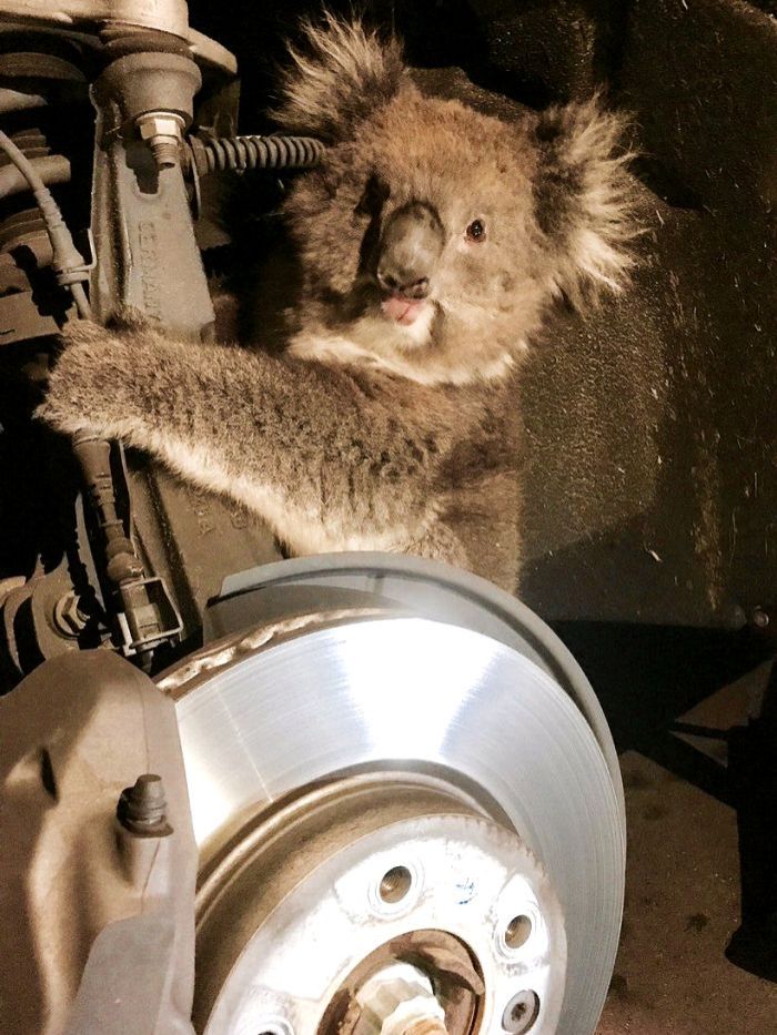 The koala behind the wheel's arch