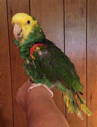 A Parrot's Cry For Help Led Police To Its Owner's Door