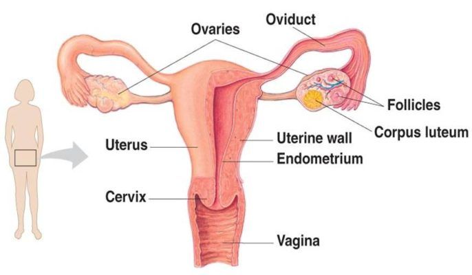 Uterus diagram