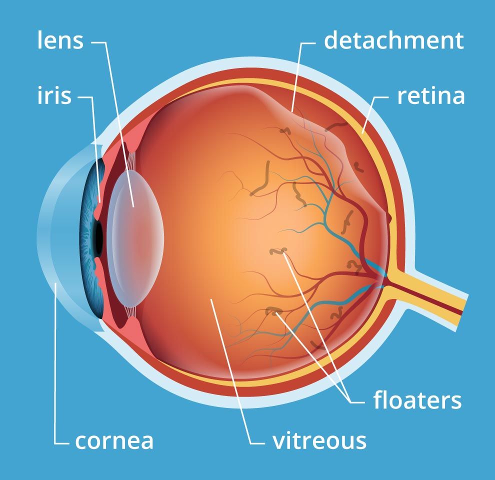 Anatomy of an eye